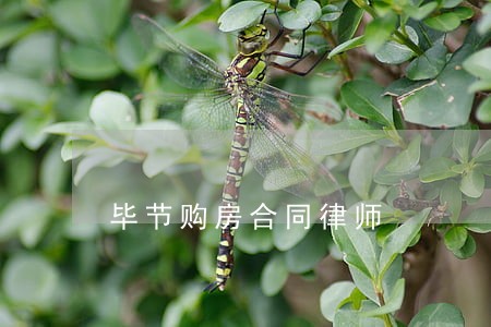毕节购房合同律师