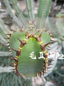 毛豆保险逾期支付违约金5000 毛豆保险逾期支付违约金5000