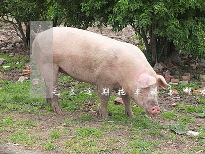 毛豆逾期拖车将由哪家银行拍卖 毛豆逾期拖车将由哪家银行拍卖