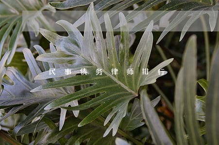 民事债务律师排行 民事债务律师排行