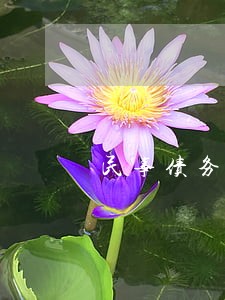 民事债务纠纷律师收费不 民事债务纠纷律师收费不