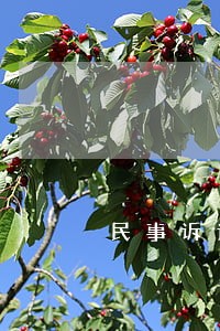 民事诉讼中伪造授权委托书是违法 民事诉讼中伪造授权委托书是违法