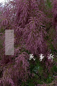 民事诉讼基本原则的内容 民事诉讼基本原则的内容