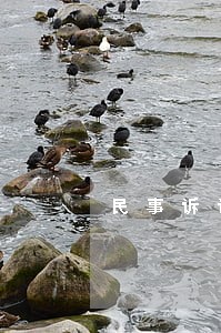 民事诉讼鉴定人出庭作证的规定