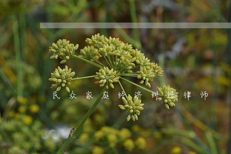 民众家庭经济纠纷律师 民众家庭经济纠纷律师