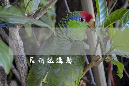 民刑法选题 民刑法选题