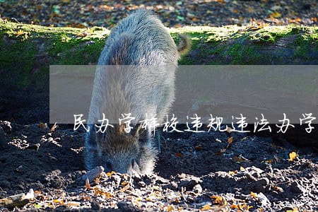 民办学样校违规违法办学行为表现 民办学样校违规违法办学行为表现