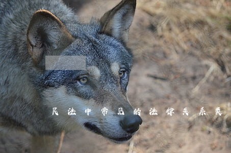 民法中常见的法律关系类型有 民法中常见的法律关系类型有