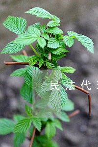 民法代理书格式
