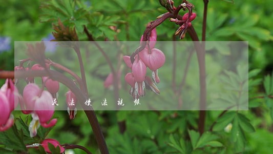 民法债法视频 民法债法视频
