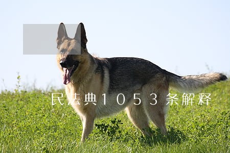 民法典1053条解释 民法典1053条解释