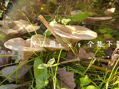 民法典txt全集下载 民法典txt全集下载