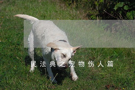 民法典之宠物伤人篇 民法典之宠物伤人篇
