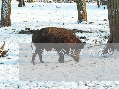 民法典今起正式实施 民法典今起正式实施