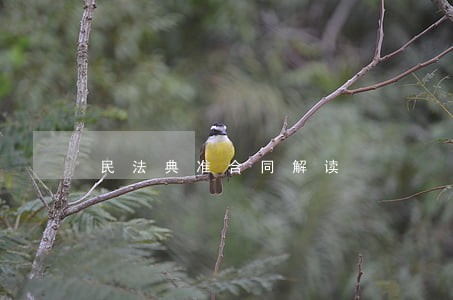 民法典准合同解读 民法典准合同解读