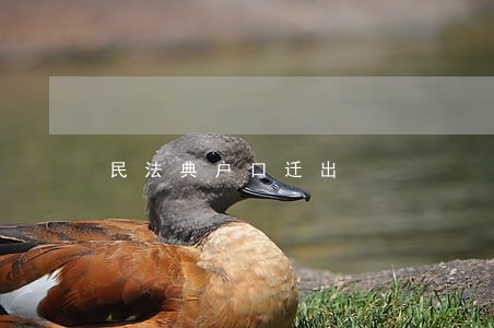 民法典户口迁出 民法典户口迁出