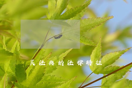 民法典的法律特征 民法典的法律特征