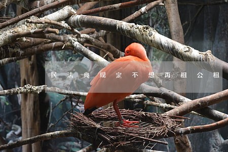 民法典规定不想再租公租房了 民法典规定不想再租公租房了