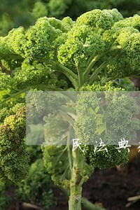 民法典规定结婚不需要彩礼 民法典规定结婚不需要彩礼