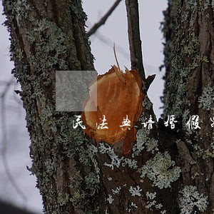 民法典请婚假需要什么材料 民法典请婚假需要什么材料