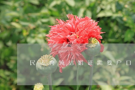 民法典领结婚证需要户口本吗