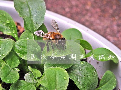民法分论期末考试知识点