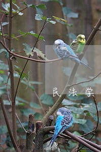 民法学理论和实践 民法学理论和实践