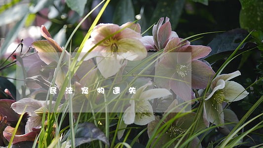 民法宠物遗失 民法宠物遗失
