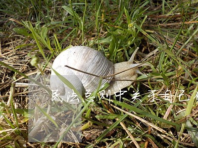 民法总则中关于自己代理 民法总则中关于自己代理