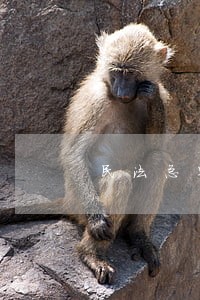 民法总则中对表见代理的规定 民法总则中对表见代理的规定