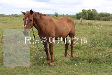 民法总则共同之债 民法总则共同之债