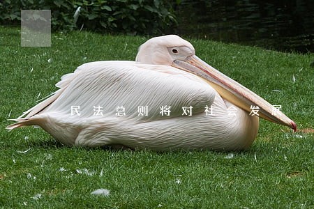 民法总则将对社会发展 民法总则将对社会发展