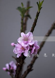 民法总则规定的无权代理