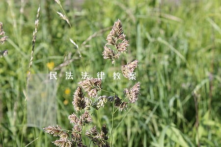 民法法律教案