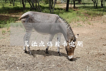 民法点信用卡逾期 民法点信用卡逾期