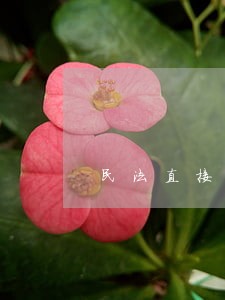 民法直接代理 民法直接代理