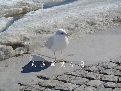 民法租赁合同 民法租赁合同