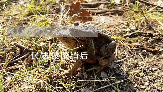 民法被撤销后 民法被撤销后
