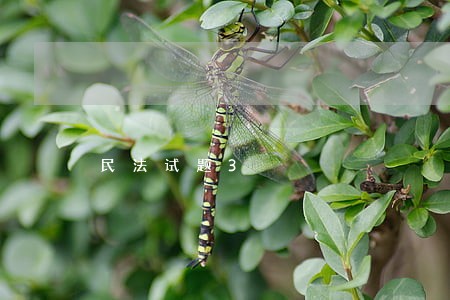 民法试题3 民法试题3
