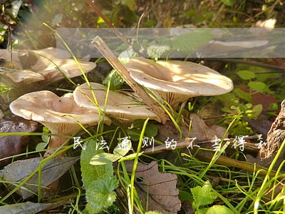 民法通则的不当得利 民法通则的不当得利