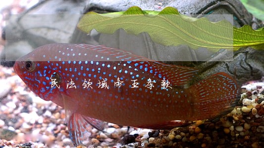 民法领域帝王条款 民法领域帝王条款