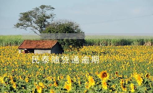 民泰随贷通逾期 民泰随贷通逾期