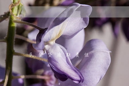 民爱贷逾期责任 民爱贷逾期责任
