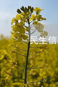 民生信用卡3万6逾期涨到4万 民生信用卡3万6逾期涨到4万