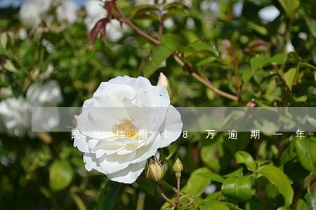 民生信用卡8万逾期一年 民生信用卡8万逾期一年