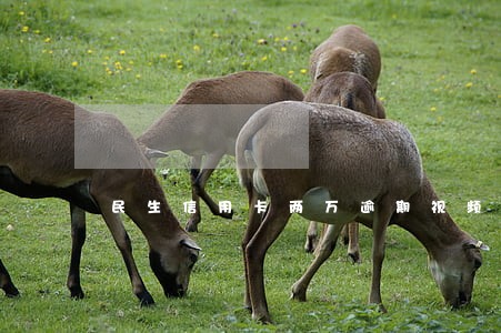 民生信用卡两万逾期视频 民生信用卡两万逾期视频