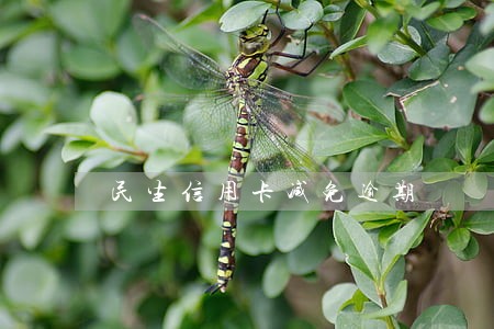 民生信用卡减免逾期 民生信用卡减免逾期