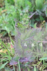 民生信用卡怎么看有没有逾期