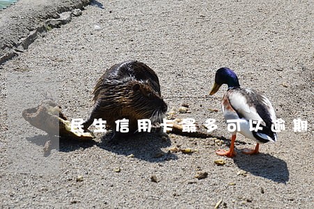民生信用卡最多可以逾期几天 民生信用卡最多可以逾期几天