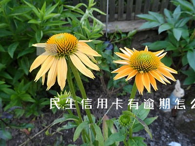 民生信用卡有逾期怎么解决